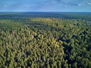 Bialowieza Ormanı'na güzel panoramik hava drone görünümü - bir zamanlar Avrupa Ovası boyunca uzanan büyük ilkel ormanın son ve en büyük kalan parçalarından biri