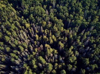 Bialowieza Ormanı'na güzel panoramik hava drone görünümü - bir zamanlar Avrupa Ovası boyunca uzanan büyük ilkel ormanın son ve en büyük kalan parçalarından biri