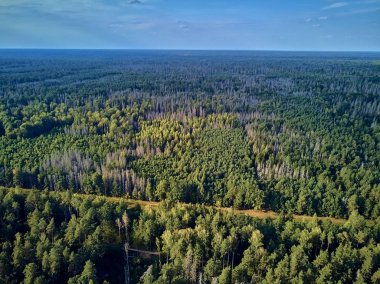 Bialowieza Ormanı'na güzel panoramik hava drone görünümü - bir zamanlar Avrupa Ovası boyunca uzanan büyük ilkel ormanın son ve en büyük kalan parçalarından biri