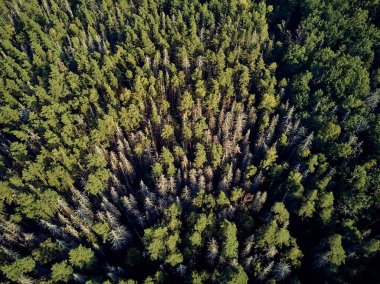 Bialowieza Ormanı'na güzel panoramik hava drone görünümü - bir zamanlar Avrupa Ovası boyunca uzanan büyük ilkel ormanın son ve en büyük kalan parçalarından biri