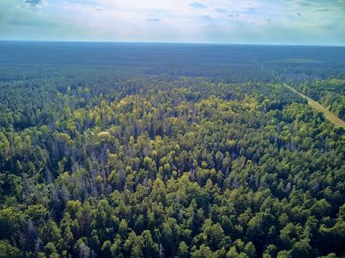 Bialowieza Ormanı'na güzel panoramik hava drone görünümü - bir zamanlar Avrupa Ovası boyunca uzanan büyük ilkel ormanın son ve en büyük kalan parçalarından biri