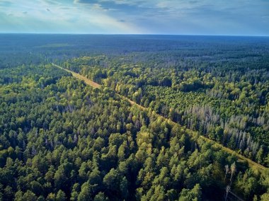 Bialowieza Ormanı'na güzel panoramik hava drone görünümü - bir zamanlar Avrupa Ovası boyunca uzanan büyük ilkel ormanın son ve en büyük kalan parçalarından biri