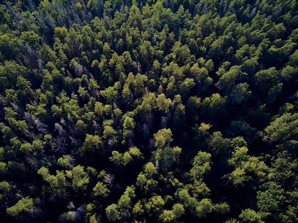 Bialowieza Ormanı'na güzel panoramik hava drone görünümü - bir zamanlar Avrupa Ovası boyunca uzanan büyük ilkel ormanın son ve en büyük kalan parçalarından biri