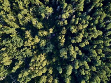 Bialowieza Ormanı'na güzel panoramik hava drone görünümü - bir zamanlar Avrupa Ovası boyunca uzanan büyük ilkel ormanın son ve en büyük kalan parçalarından biri