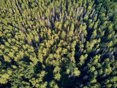 Bialowieza Ormanı'na güzel panoramik hava drone görünümü - bir zamanlar Avrupa Ovası boyunca uzanan büyük ilkel ormanın son ve en büyük kalan parçalarından biri