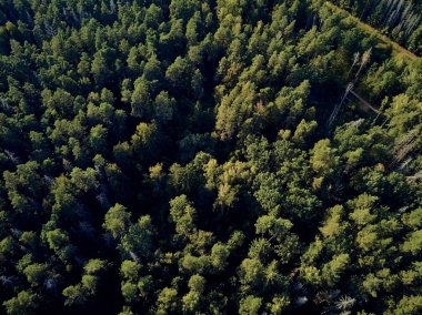 Bialowieza Ormanı'na güzel panoramik hava drone görünümü - bir zamanlar Avrupa Ovası boyunca uzanan büyük ilkel ormanın son ve en büyük kalan parçalarından biri