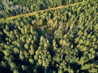 Bialowieza Ormanı'na güzel panoramik hava drone görünümü - bir zamanlar Avrupa Ovası boyunca uzanan büyük ilkel ormanın son ve en büyük kalan parçalarından biri