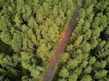Bialowieza Ormanı'na güzel panoramik hava drone görünümü - bir zamanlar Avrupa Ovası boyunca uzanan büyük ilkel ormanın son ve en büyük kalan parçalarından biri
