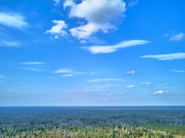 Bialowieza Ormanı'na güzel panoramik hava drone görünümü - bir zamanlar Avrupa Ovası boyunca uzanan büyük ilkel ormanın son ve en büyük kalan parçalarından biri