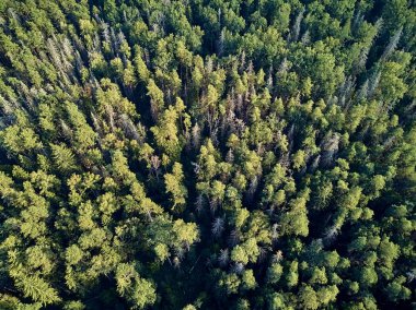 Bialowieza Ormanı'na güzel panoramik hava drone görünümü - bir zamanlar Avrupa Ovası boyunca uzanan büyük ilkel ormanın son ve en büyük kalan parçalarından biri