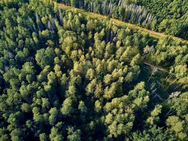 Bialowieza Ormanı'na güzel panoramik hava drone görünümü - bir zamanlar Avrupa Ovası boyunca uzanan büyük ilkel ormanın son ve en büyük kalan parçalarından biri