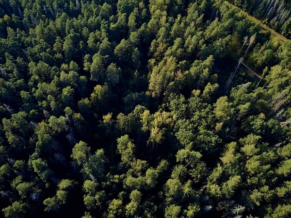 Bialowieza Ormanı'na güzel panoramik hava drone görünümü - bir zamanlar Avrupa Ovası boyunca uzanan büyük ilkel ormanın son ve en büyük kalan parçalarından biri