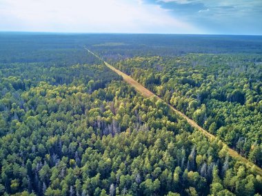Bialowieza Ormanı'na güzel panoramik hava drone görünümü - bir zamanlar Avrupa Ovası boyunca uzanan büyük ilkel ormanın son ve en büyük kalan parçalarından biri