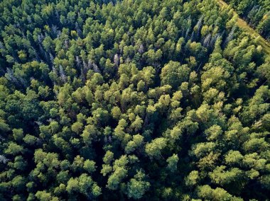 Bialowieza Ormanı'na güzel panoramik hava drone görünümü - bir zamanlar Avrupa Ovası boyunca uzanan büyük ilkel ormanın son ve en büyük kalan parçalarından biri