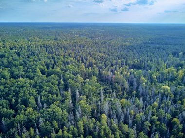 Bialowieza Ormanı'na güzel panoramik hava drone görünümü - bir zamanlar Avrupa Ovası boyunca uzanan büyük ilkel ormanın son ve en büyük kalan parçalarından biri