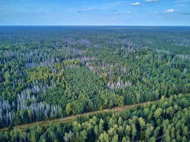 Bialowieza Ormanı'na güzel panoramik hava drone görünümü - bir zamanlar Avrupa Ovası boyunca uzanan büyük ilkel ormanın son ve en büyük kalan parçalarından biri