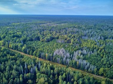 Bialowieza Ormanı'na güzel panoramik hava drone görünümü - bir zamanlar Avrupa Ovası boyunca uzanan büyük ilkel ormanın son ve en büyük kalan parçalarından biri