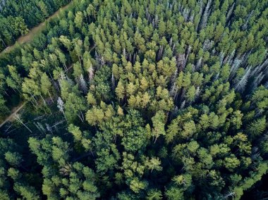 Bialowieza Ormanı'na güzel panoramik hava drone görünümü - bir zamanlar Avrupa Ovası boyunca uzanan büyük ilkel ormanın son ve en büyük kalan parçalarından biri