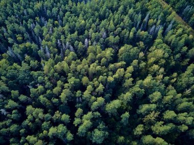 Bialowieza Ormanı'na güzel panoramik hava drone görünümü - bir zamanlar Avrupa Ovası boyunca uzanan büyük ilkel ormanın son ve en büyük kalan parçalarından biri