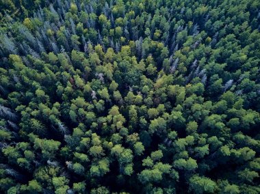 Bialowieza Ormanı'na güzel panoramik hava drone görünümü - bir zamanlar Avrupa Ovası boyunca uzanan büyük ilkel ormanın son ve en büyük kalan parçalarından biri