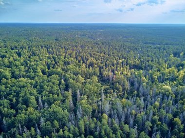 Bialowieza Ormanı'na güzel panoramik hava drone görünümü - bir zamanlar Avrupa Ovası boyunca uzanan büyük ilkel ormanın son ve en büyük kalan parçalarından biri