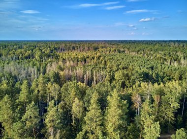 Bialowieza Ormanı'na güzel panoramik hava drone görünümü - bir zamanlar Avrupa Ovası boyunca uzanan büyük ilkel ormanın son ve en büyük kalan parçalarından biri