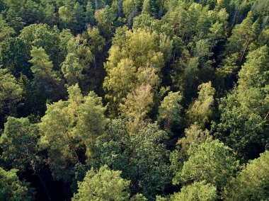 Bialowieza Ormanı'na güzel panoramik hava drone görünümü - bir zamanlar Avrupa Ovası boyunca uzanan büyük ilkel ormanın son ve en büyük kalan parçalarından biri