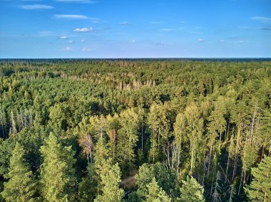 Bialowieza Ormanı'na güzel panoramik hava drone görünümü - bir zamanlar Avrupa Ovası boyunca uzanan büyük ilkel ormanın son ve en büyük kalan parçalarından biri