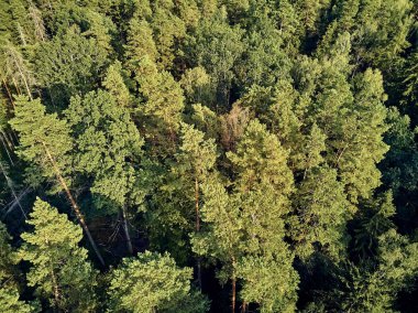 Bialowieza Ormanı'na güzel panoramik hava drone görünümü - bir zamanlar Avrupa Ovası boyunca uzanan büyük ilkel ormanın son ve en büyük kalan parçalarından biri