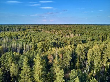 Bialowieza Ormanı'na güzel panoramik hava drone görünümü - bir zamanlar Avrupa Ovası boyunca uzanan büyük ilkel ormanın son ve en büyük kalan parçalarından biri