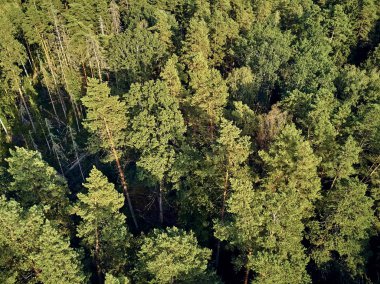 Bialowieza Ormanı'na güzel panoramik hava drone görünümü - bir zamanlar Avrupa Ovası boyunca uzanan büyük ilkel ormanın son ve en büyük kalan parçalarından biri