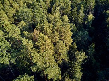Bialowieza Ormanı'na güzel panoramik hava drone görünümü - bir zamanlar Avrupa Ovası boyunca uzanan büyük ilkel ormanın son ve en büyük kalan parçalarından biri