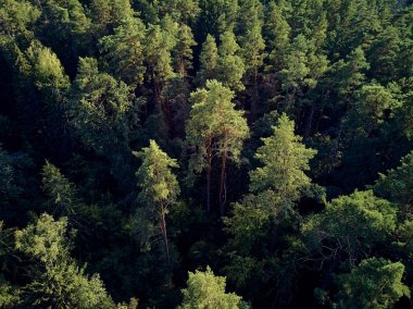 Bialowieza Ormanı'na güzel panoramik hava drone görünümü - bir zamanlar Avrupa Ovası boyunca uzanan büyük ilkel ormanın son ve en büyük kalan parçalarından biri