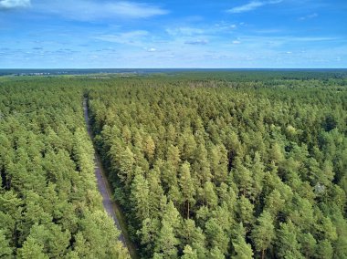 Bialowieza Ormanı'na güzel panoramik hava drone görünümü - bir zamanlar Avrupa Ovası boyunca uzanan büyük ilkel ormanın son ve en büyük kalan parçalarından biri