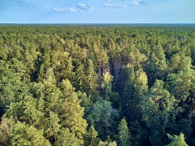 Bialowieza Ormanı'na güzel panoramik hava drone görünümü - bir zamanlar Avrupa Ovası boyunca uzanan büyük ilkel ormanın son ve en büyük kalan parçalarından biri