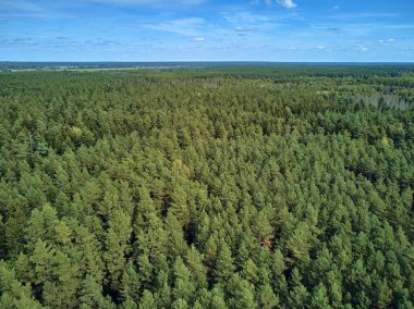 Bialowieza Ormanı'na güzel panoramik hava drone görünümü - bir zamanlar Avrupa Ovası boyunca uzanan büyük ilkel ormanın son ve en büyük kalan parçalarından biri