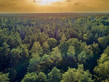 Bialowieza Ormanı'na güzel panoramik hava drone görünümü - bir zamanlar Avrupa Ovası boyunca uzanan büyük ilkel ormanın son ve en büyük kalan parçalarından biri