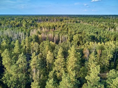 Bialowieza Ormanı'na güzel panoramik hava drone görünümü - bir zamanlar Avrupa Ovası boyunca uzanan büyük ilkel ormanın son ve en büyük kalan parçalarından biri