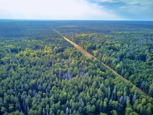 Piękny panoramiczny antenowy widok na Puszcza Białowieska-jeden z ostatnich i największych pozostałych części ogromnego lasu pierwotnego, który kiedyś rozciągnięty przez europejskie równiny — Zdjęcie stockowe