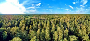 Bialowieza Ormanı'na güzel panoramik hava drone görünümü - bir zamanlar Avrupa Ovası boyunca uzanan büyük ilkel ormanın son ve en büyük kalan parçalarından biri
