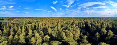 Bialowieza Ormanı'na güzel panoramik hava drone görünümü - bir zamanlar Avrupa Ovası boyunca uzanan büyük ilkel ormanın son ve en büyük kalan parçalarından biri