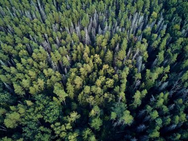 Bialowieza Ormanı'na güzel panoramik hava drone görünümü - bir zamanlar Avrupa Ovası boyunca uzanan büyük ilkel ormanın son ve en büyük kalan parçalarından biri