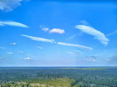 Bialowieza Ormanı'na güzel panoramik hava drone görünümü - bir zamanlar Avrupa Ovası boyunca uzanan büyük ilkel ormanın son ve en büyük kalan parçalarından biri