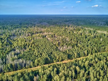 Bialowieza Ormanı'na güzel panoramik hava drone görünümü - bir zamanlar Avrupa Ovası boyunca uzanan büyük ilkel ormanın son ve en büyük kalan parçalarından biri