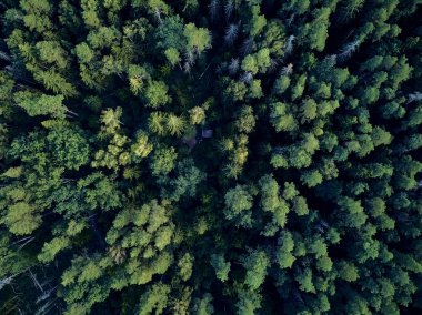 Bialowieza Ormanı'na güzel panoramik hava drone görünümü - bir zamanlar Avrupa Ovası boyunca uzanan büyük ilkel ormanın son ve en büyük kalan parçalarından biri