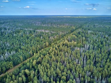 Bialowieza Ormanı'na güzel panoramik hava drone görünümü - bir zamanlar Avrupa Ovası boyunca uzanan büyük ilkel ormanın son ve en büyük kalan parçalarından biri
