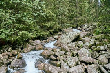 Yüksek Tatras Ulusal Parkı, Slovakya, Avrupa ve AB 'deki dağ deresi. Güzel dünya.