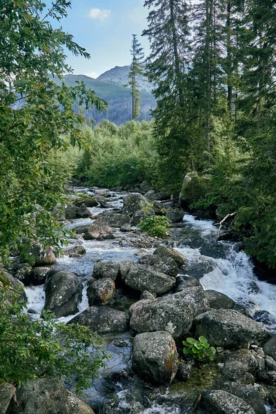 Yüksek Tatras Ulusal Parkı Slovakya Avrupa Deki Dağ Deresi Güzel — Stok fotoğraf