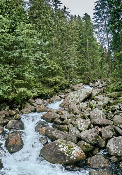 Yüksek Tatras Ulusal Parkı Slovakya Avrupa Deki Dağ Deresi Güzel — Stok fotoğraf