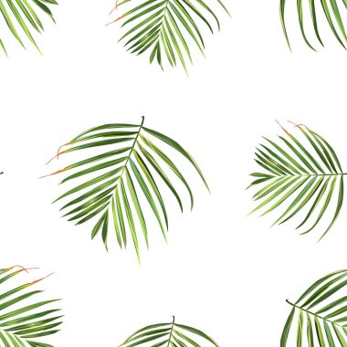 Palmiye plajı. Tropik yaz ormanı yaprağı. Çiçek